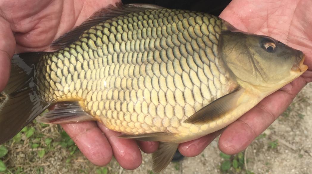 农民走上致富路乳源大桥石鲤获国字号荣誉