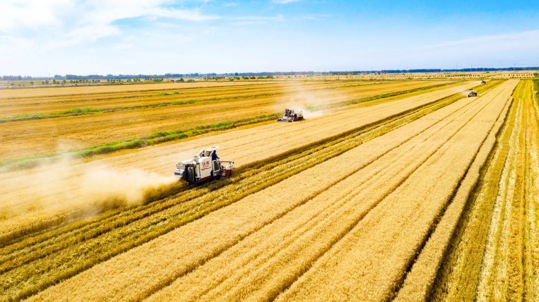 聚焦麦浪翻滚一片金黄我县130多万亩小麦喜获丰收