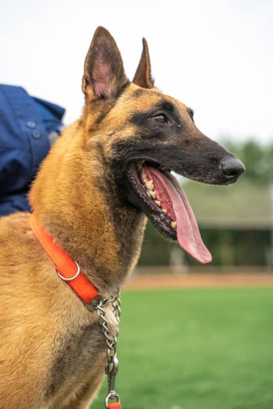 有一种蓝朋友别名训犬大师下