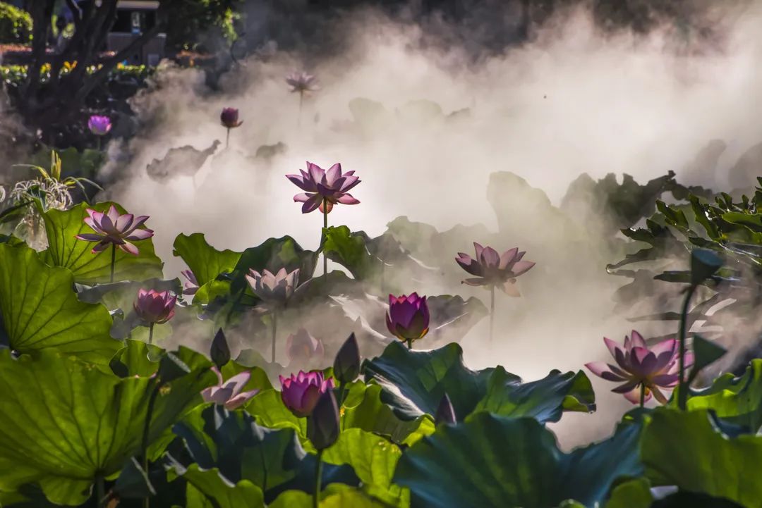 雲賞花來送你一朵小紅花