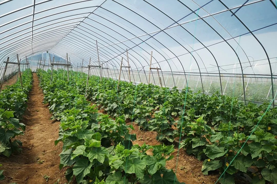 圪台乡设施大棚绿意浓蔬果采收正当时