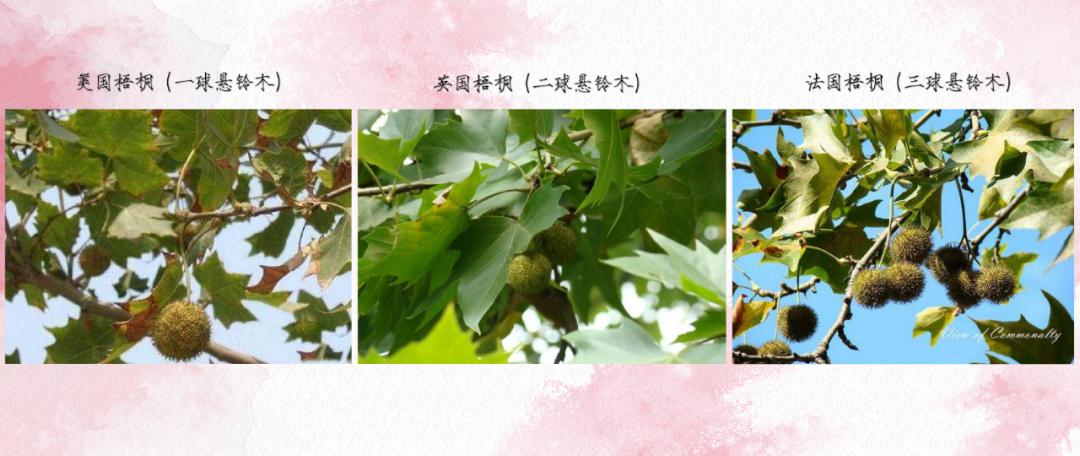 上海的法国梧桐来自法国?高架上的都是玫瑰?