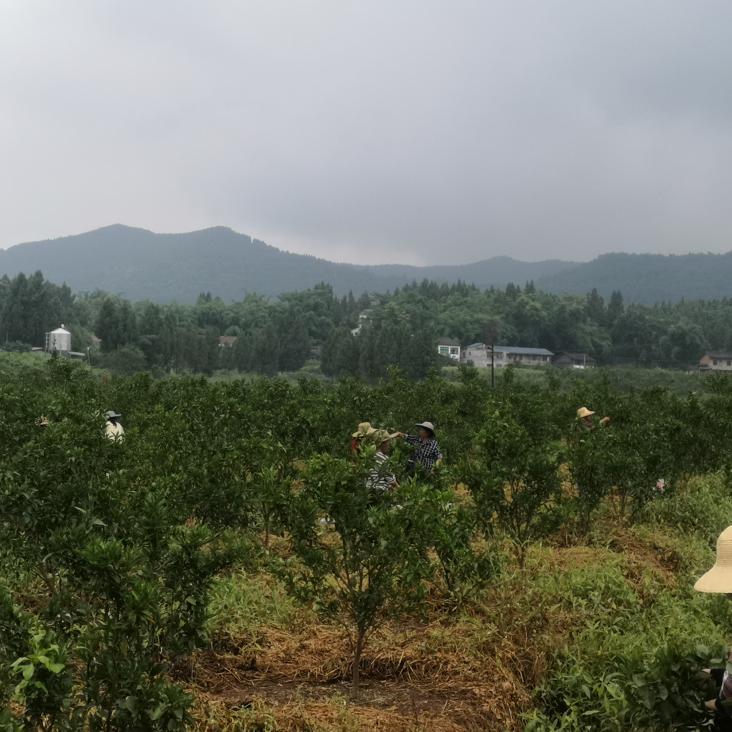 金土村位于巨光乡西部,距乡政府0.5公里,辖6个村民小组,耕地面积2642.