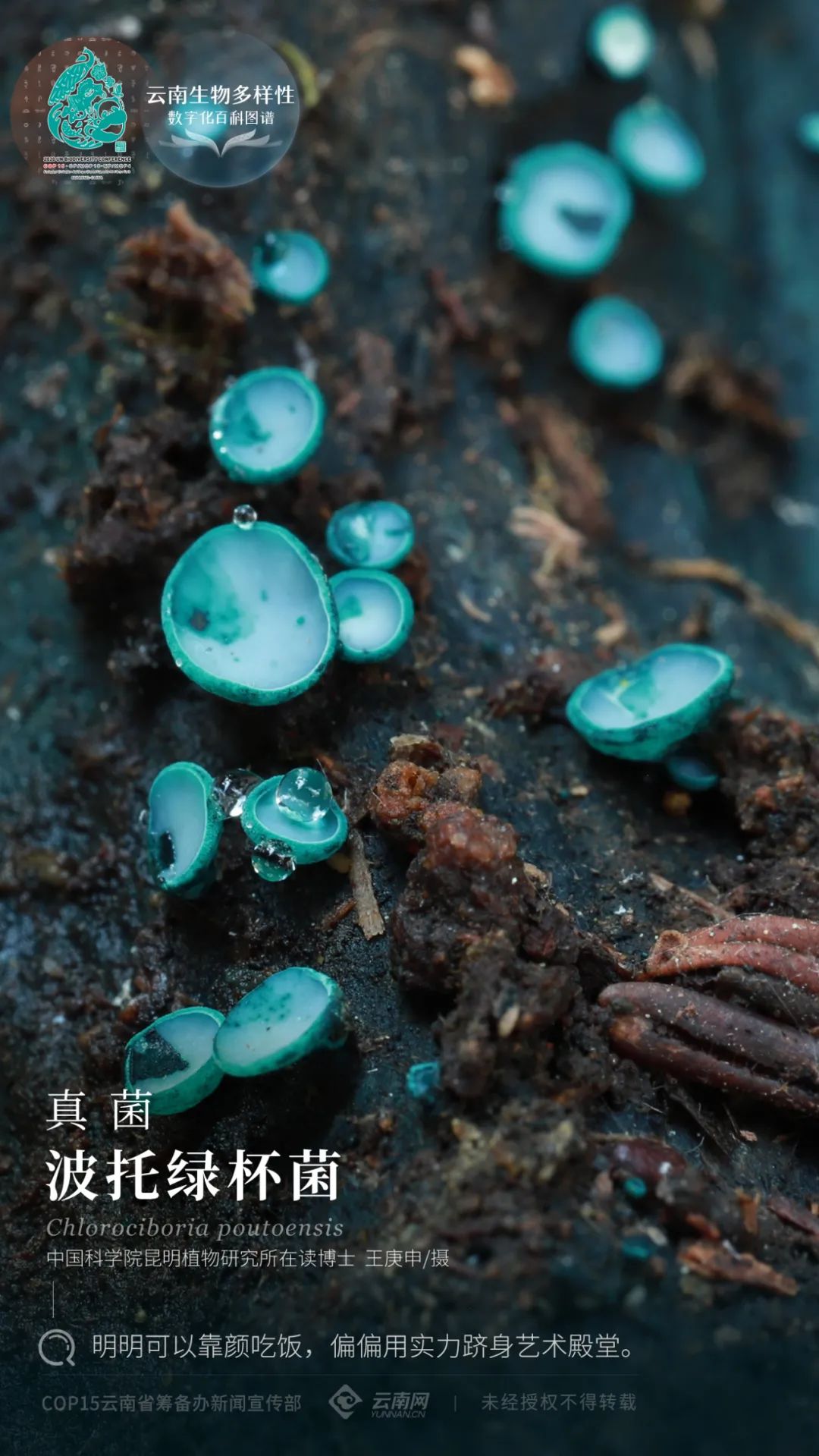 云南生物多样性数字化百科图谱真菌61绿杯菌明明可以靠颜吃饭偏偏用