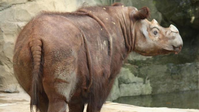 犀牛已从中国大地上绝迹，又何谈“心有灵犀”？