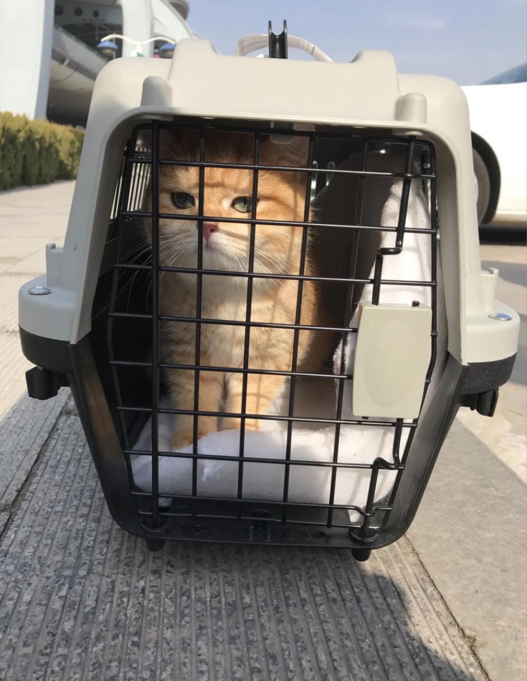 图为准备托运的猫咪 那么,猫,狗如何托运/押运呢?