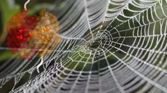 蜘蛛丝带来新材料，或可代替塑料制品
