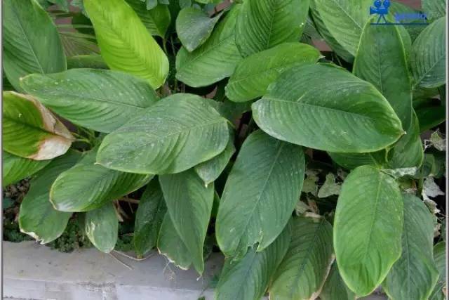 粽叶大赏这么多种有没有你家用的