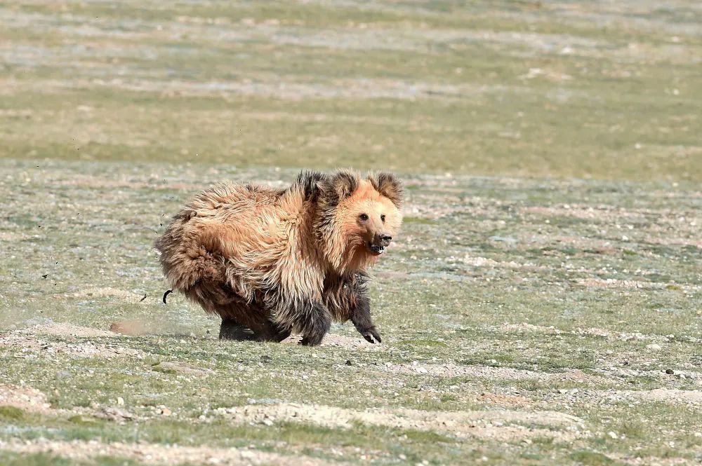 奔跑中的西藏棕熊.(新华社记者 觉果 摄)