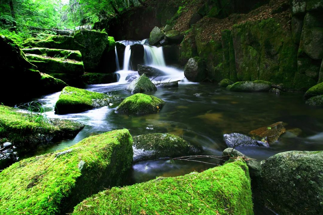 中國最美森林中國森林氧吧就在這兒