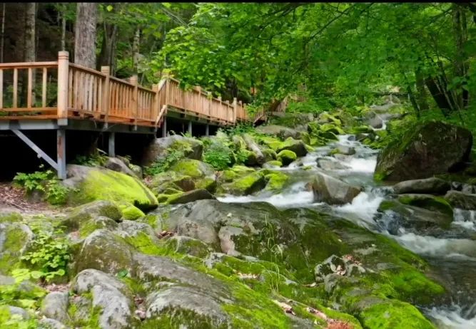 中国最美森林中国森林氧吧就在这儿