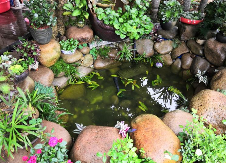 整洁有序,里面有小池塘,池塘里面养有水荷花,小乌龟,庭院建有凉亭,有