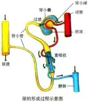 尿液的形成过程手绘图图片