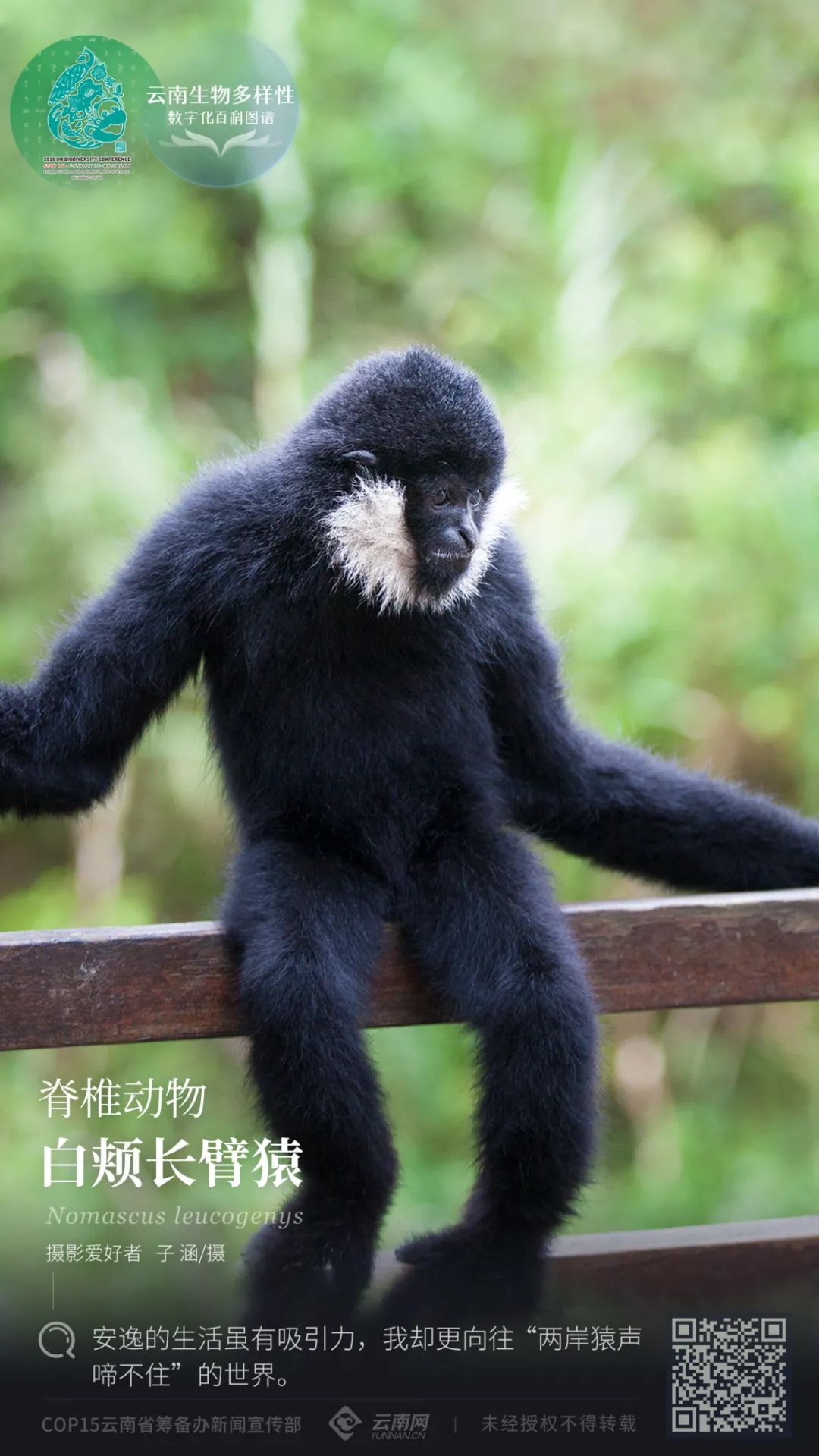 云南生物多样性数字化百科图谱脊椎动物白颊长臂猿安逸的生活虽有吸引