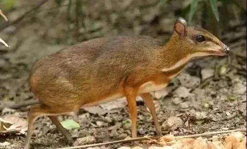 生性凶猛,吃鸟兔鸡麂!春城晚报-开屏新闻记者从西双版纳州勐