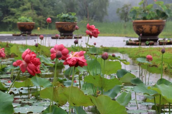 探索花博园里荷花莲花群芳争艳一大波美图来袭