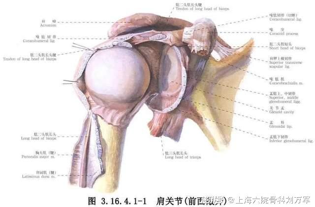 肱骨骨折多久不用吊手图片