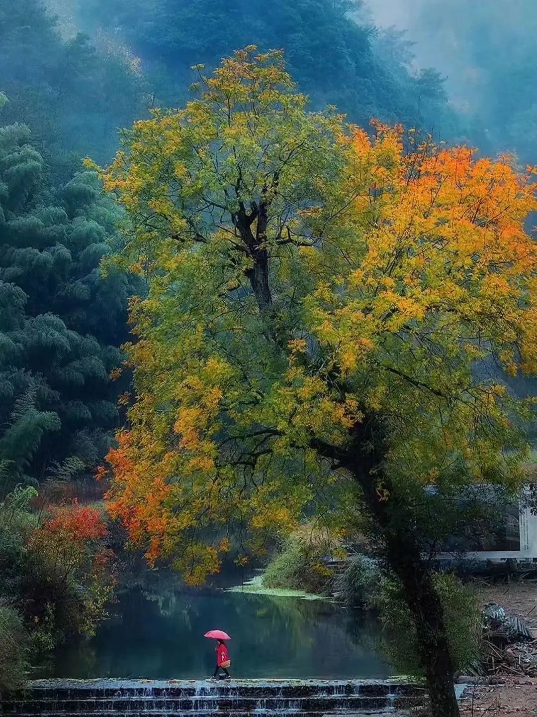 古树与小溪交相辉映,是下湾自然村一道靓丽的风景线