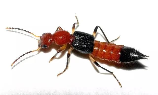 隐翅虫 医生提醒 若没有积极规范处理 很可能引起更严重的感染