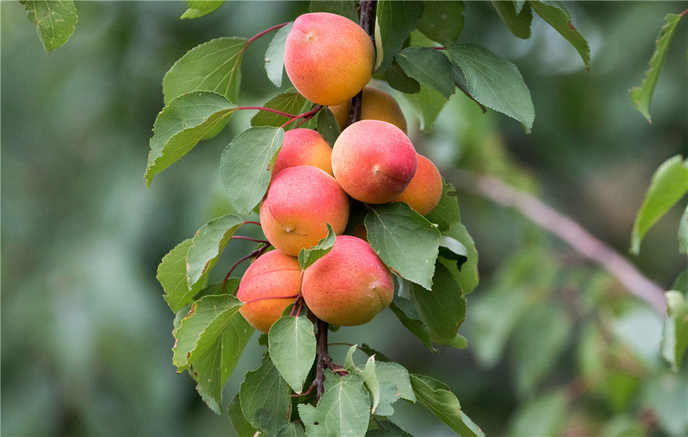 红杏商务节何以连办30年全国网络大v带你云游古郡巨鹿