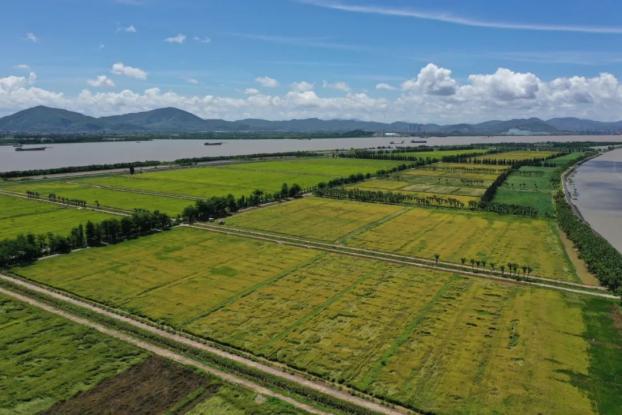 为新会三江打call沙仔岛越变越美