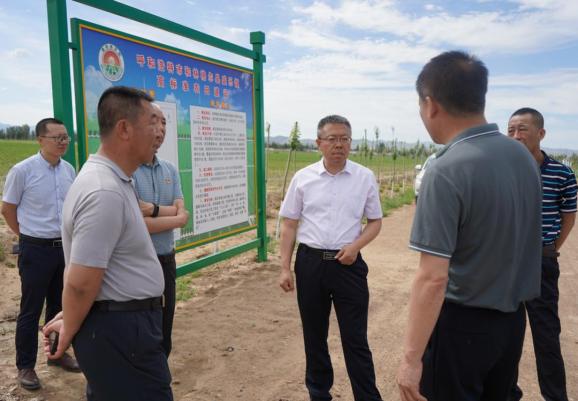 蔚蓝的天空下,和林格尔县盛乐镇高标准农田区涌动着长势良好的玉米苗