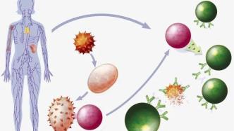 免疫系统攻击自身组织，新冠病毒是否为主因？