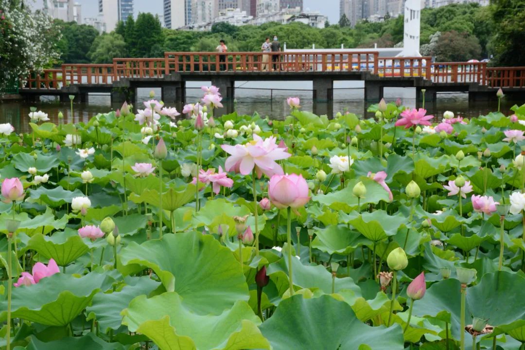 荷塘盛放灿烂成海这里的荷花美了整个夏天