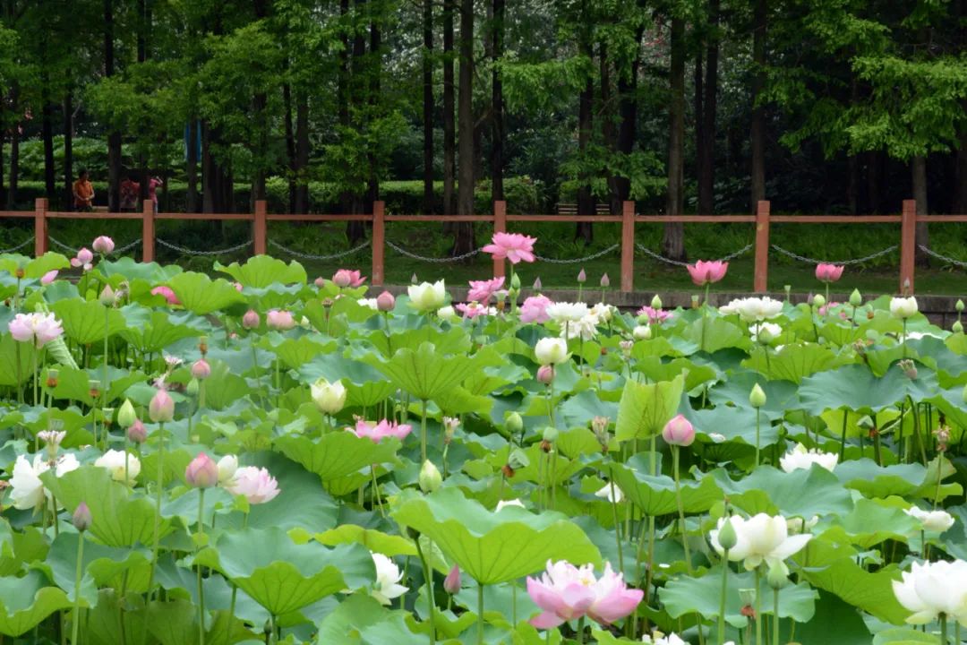 荷塘盛放灿烂成海这里的荷花美了整个夏天