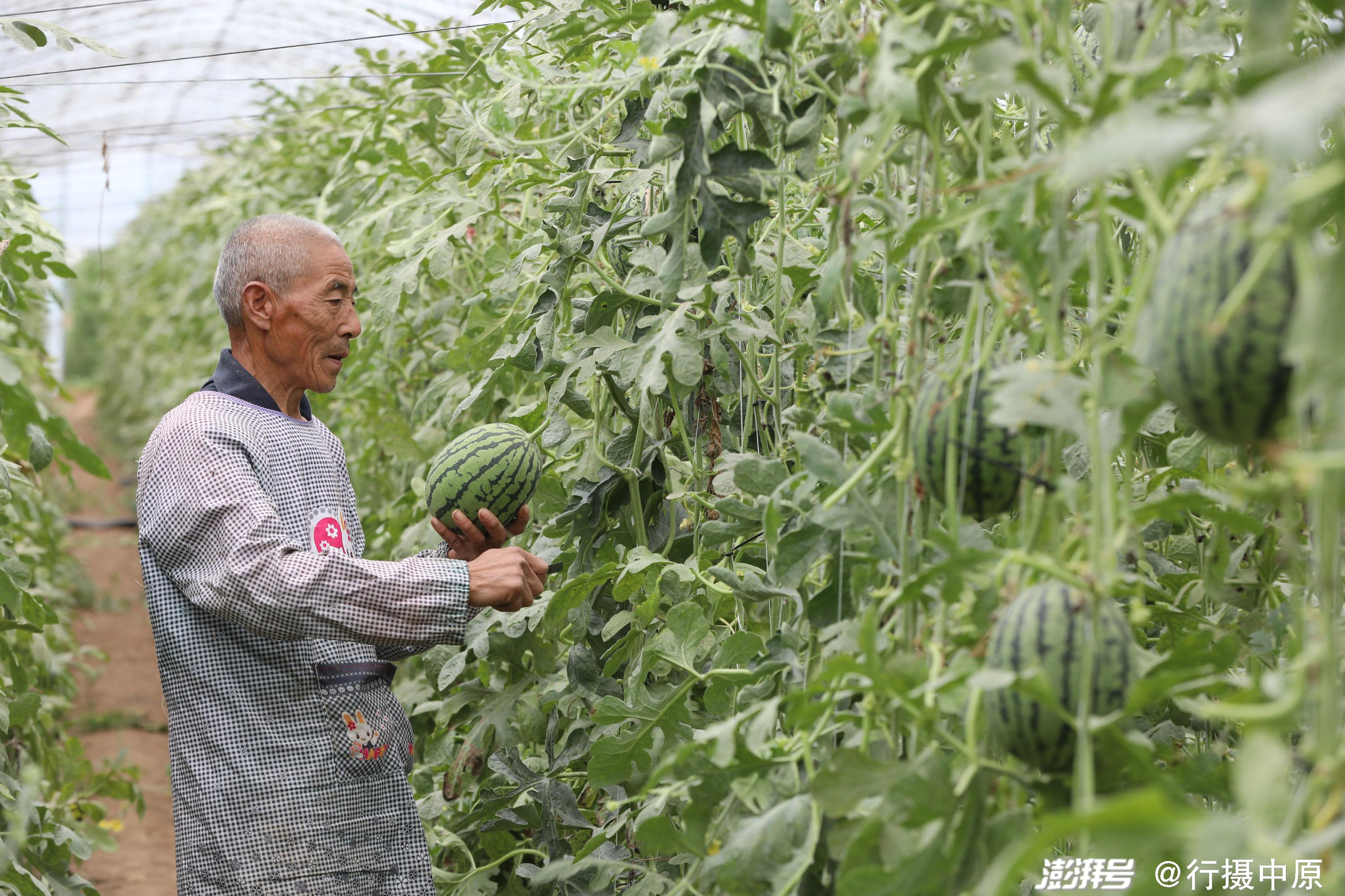 6月17日,河南省焦作市温县番田镇前峻山村农民在西瓜种植基地采摘西瓜