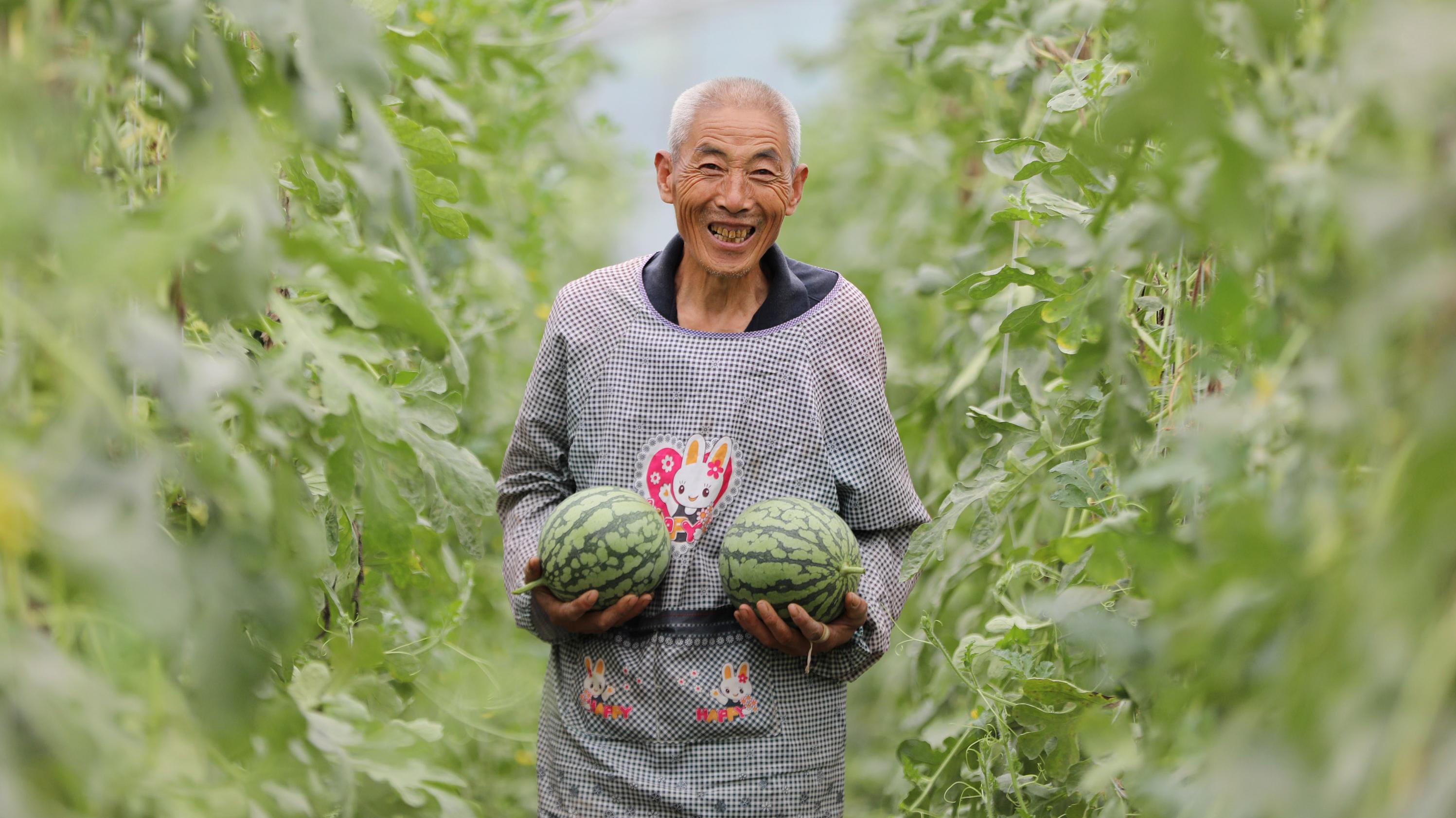 河南温县：特色农业助力乡村振兴