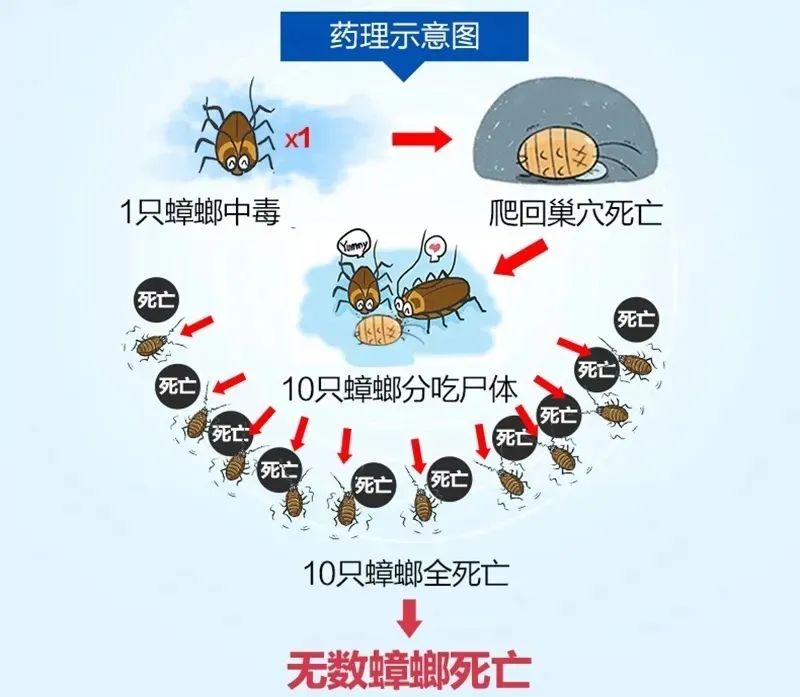 【每周科普】灭蟑螂,最靠谱的是这2招