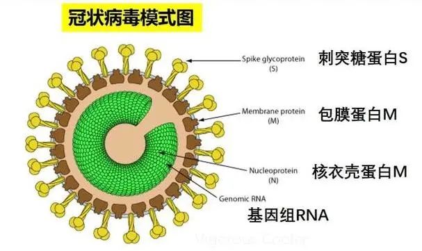 病毒粒子的结构示意图图片
