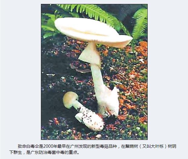 警惕!毒蘑菇出没!如何分辨?请戳→