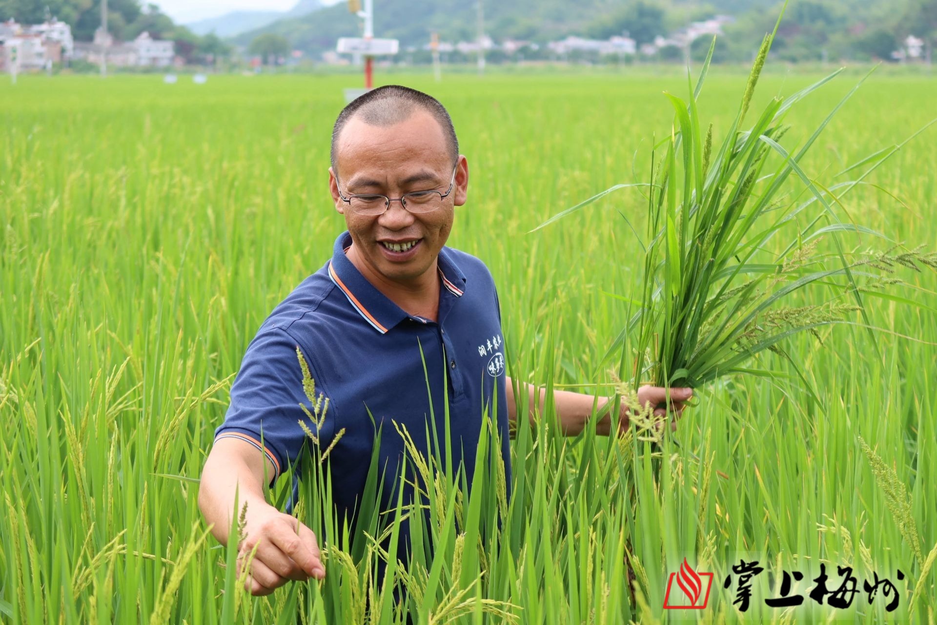 罗新辉坚持和科研团队合作推广优质稻米.