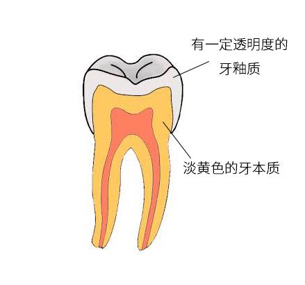 所謂鈣化,就是牙齒萌出前的最後一個環節,是以鈣鹽為主的無機礦物質在