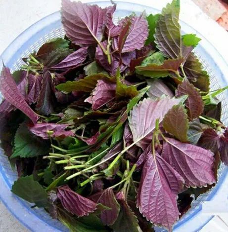 神奇的紫苏你了解多少