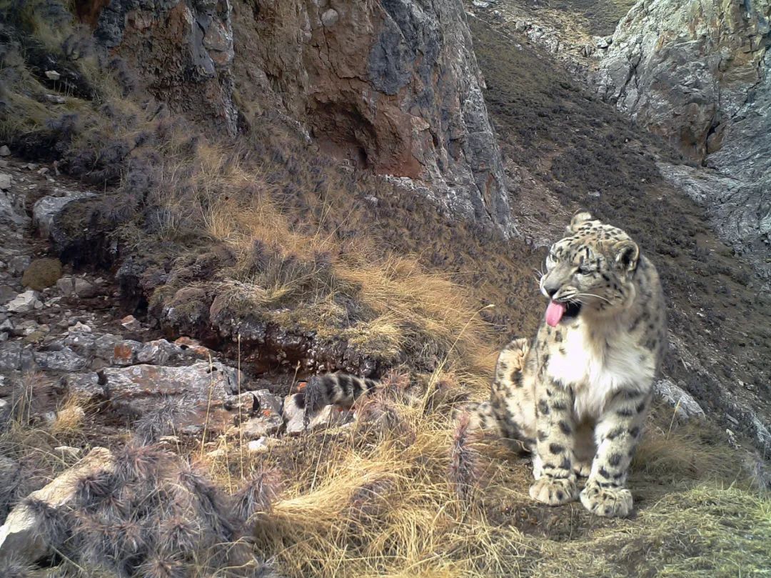 近年来在三江源地区通过红外相机拍摄到的雪豹画面.