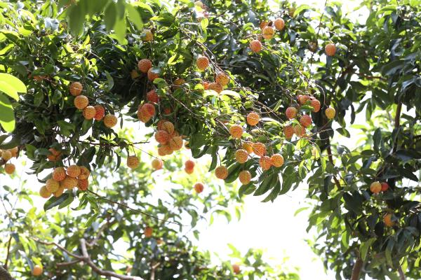 樟木头"观音绿"荔枝网上拍得善款11.81万元