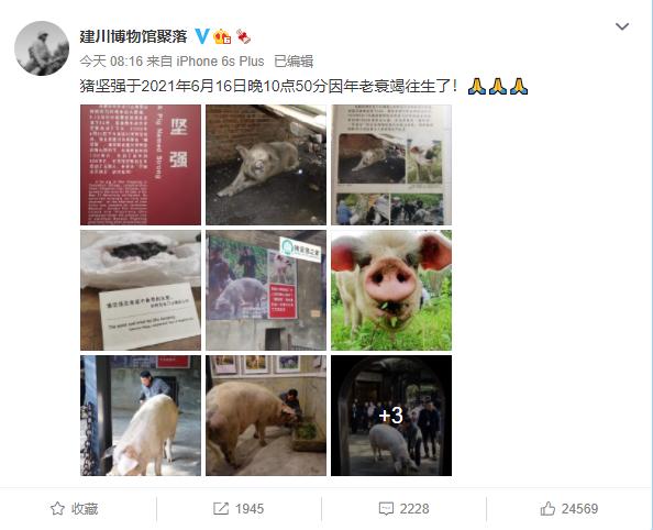 高小微:再见了,猪坚强!