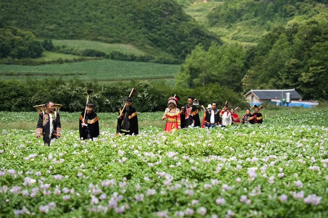 行攝威寧丨眷念家鄉洋芋花