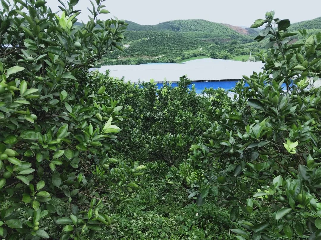 乡村振兴进行时了不起鹿寨县石路村入选全国亿元村