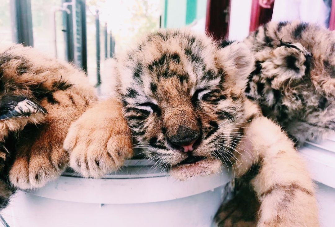 幼虎饲养区 一两个月大的幼年东北虎,在饲养员怀里调皮得不行,活泼