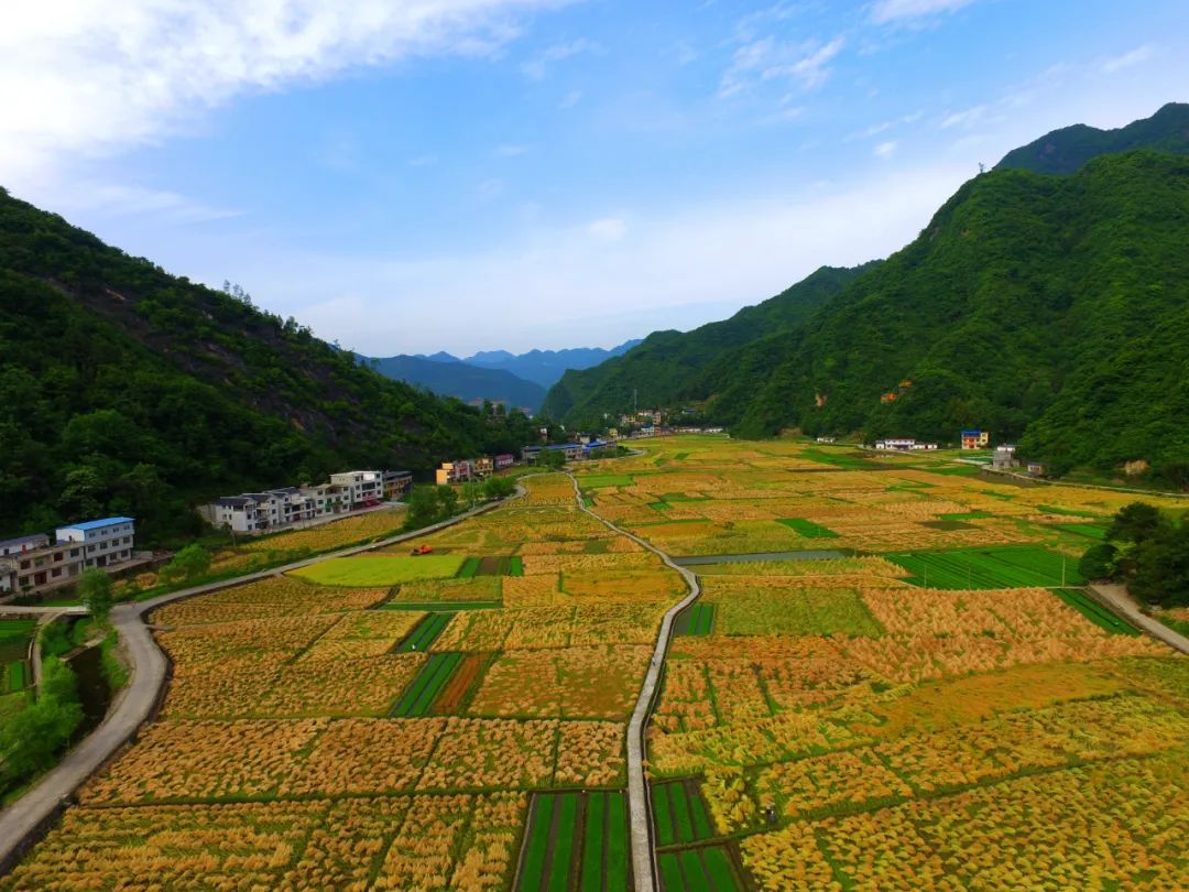 芒种时节,走进陕西省旬阳县仁河口镇桥上村,映入眼帘的是整洁宽敞的