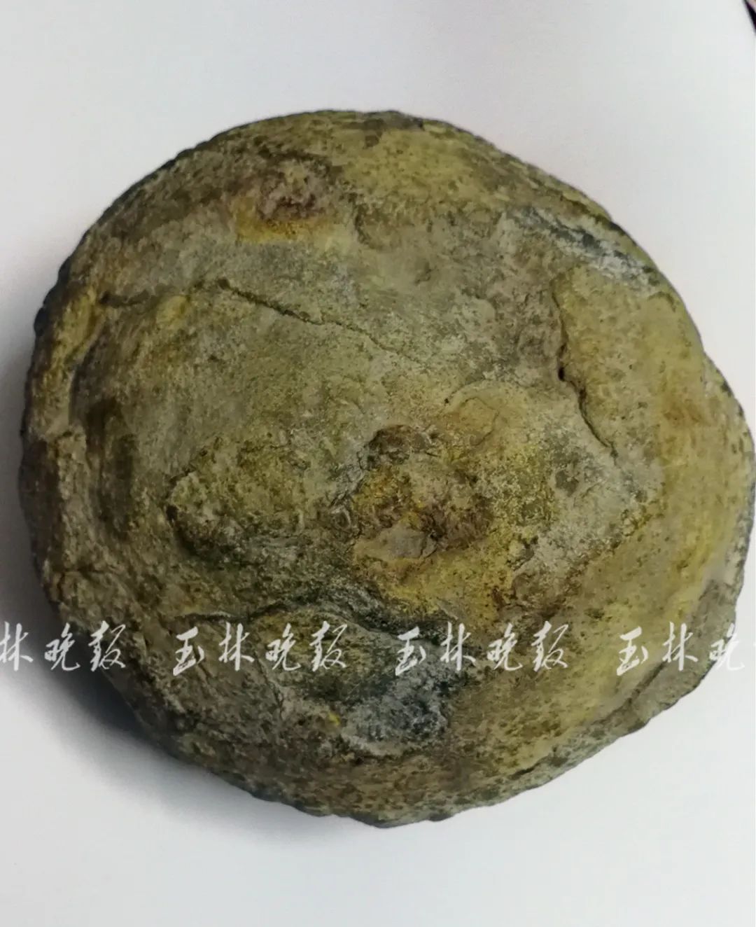 雞蛋的化石。特殊稀有（好事成雙） 2顆蛋一組 高約15c m 寬約22‧5cm（大顆蛋：長6‧5cm 小顆蛋：長5‧… | Flickr