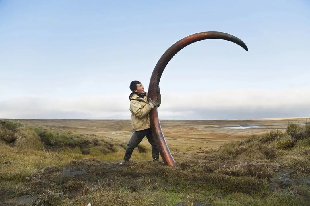 猛犸熊和猪来自俄罗斯的摄影故事