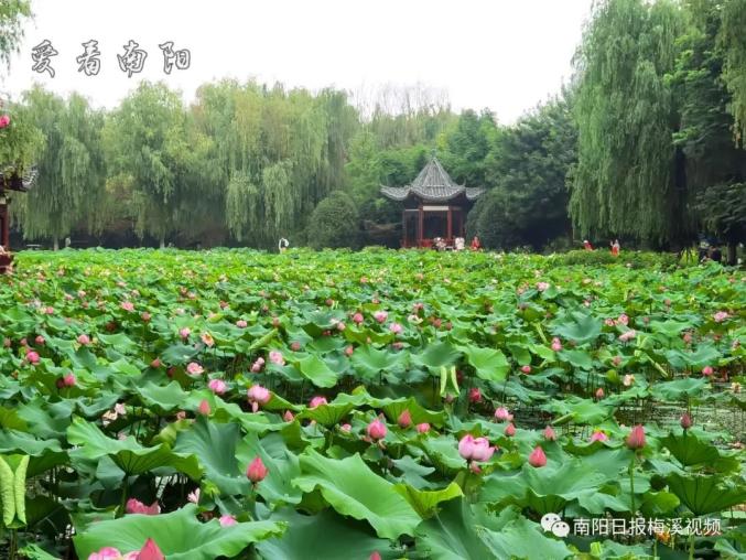 夏雨清風起 聽荷綠正濃2021-06-18 18:28南陽市環境保護局官方澎湃號