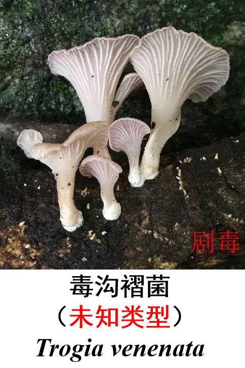 转发提醒这些是毒蘑菇吃不得附恩施常见毒蘑菇图谱