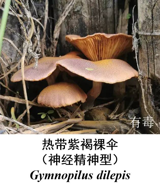 转发提醒这些是毒蘑菇吃不得附恩施常见毒蘑菇图谱