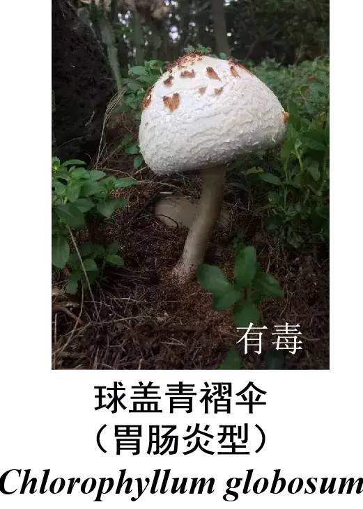 转发提醒这些是毒蘑菇吃不得附恩施常见毒蘑菇图谱